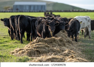 Beef cows and calfs grazing on grass in south west victoria, Australia. eating hay and silage. breeds include specked park, murray grey, angus and brangus.