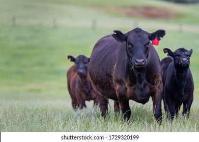 Beef cows and calfs grazing on grass in south west victoria, Australia. eating hay and silage. breeds include specked park, murray grey, angus and brangus