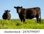 Beef cows, calves and bulls grazing on grass in Australia. eating hay and silage. breeds include speckled park, murray grey, angus and brangus. herd of cattle in the countryside in spring.