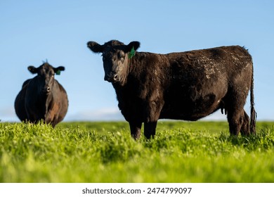 Beef cows, calves and bulls grazing on grass in Australia. eating hay and silage. breeds include speckled park, murray grey, angus and brangus. herd of cattle in the countryside in spring. - Powered by Shutterstock