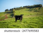 Beef cows and calves grazing on grass on a beef cattle farm in  Australia. breeds include murray grey, angus and wagyu in spring