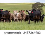 Beef cows and calves grazing on grass in a free range field, in Australia. eating hay and silage. breeds include murray grey, angus and wagyu in summer