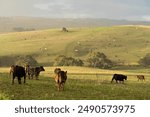 Beef cows and calves grazing on grass on a beef cattle farm in  Australia. breeds include murray grey, angus and wagyu. sustainable agriculture practice storing carbon