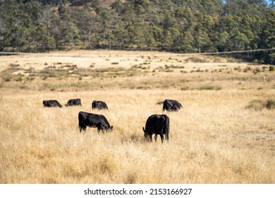 Beef cows and calves grazing on grass and pasture, Australia. eating hay and silage. breeds include speckled park, murray grey, angus and brangus. - Shutterstock ID 2153166927