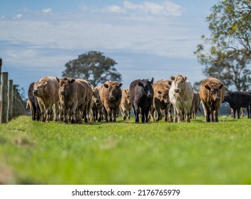 Beef Cows And Calves Grazing On Grass In Australia, On A Farming Ranch. Cattle Include Speckled Park, Murray Grey, Angus, Brangus, Hereford, Wagyu, Dairy Cows. Foot And Mouth, Fmd In Bali Indonesia