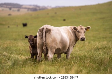 Beef Cows And Calves Grazing On Grass In Australia, On A Farming Ranch. Cattle Include Speckled Park, Murray Grey, Angus, Brangus, Hereford, Wagyu, Dairy Cows. Foot And Mouth, Fmd In Bali Indonesia