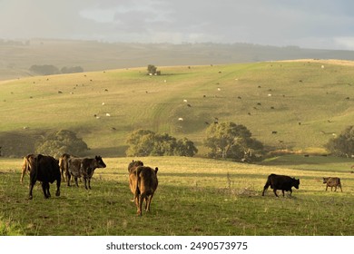 Beef cows and calves grazing on grass on a beef cattle farm in  Australia. breeds include murray grey, angus and wagyu. sustainable agriculture practice storing carbon - Powered by Shutterstock