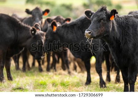 Beef cows and calves grazing on grass on a beef cattle farm in  Australia. breeds include murray grey, angus and wagyu
