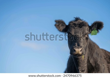 Beef cows and calves grazing on grass on a beef cattle farm in  Australia. breeds include murray grey, angus and wagyu in spring