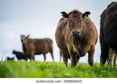 Beef Cows Grazing In A Field In Spring