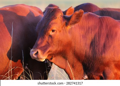 肉牛」の画像、写真素材、ベクター画像  Shutterstock