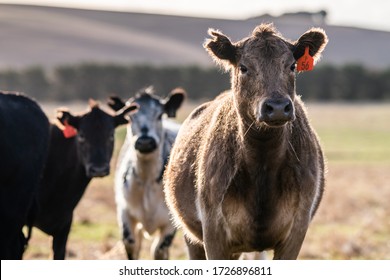 Beef Stud Primary Producer Angus Cattle, Grazing On Grass Fed Pasture In Australia