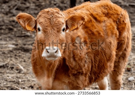 Beef young cow looking at camera on a enviromental friendly cattle ranch