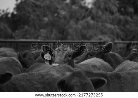 Beefmaster cattle breed with herd of cows in pen closeup for working on Texas ranch.