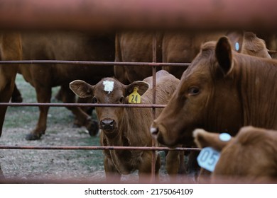 Beefmaster Cattle Herd On Texas Ranch Through Fence.