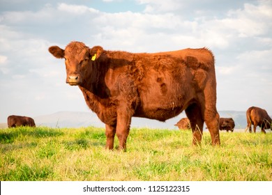Beefmaster cattle standing in a green field