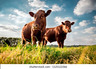 Beefmaster cattle standing in a green field - Shutterstock ID 1125122366