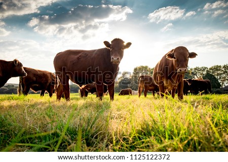 Beefmaster cattle standing in a green field Сток-фото © 