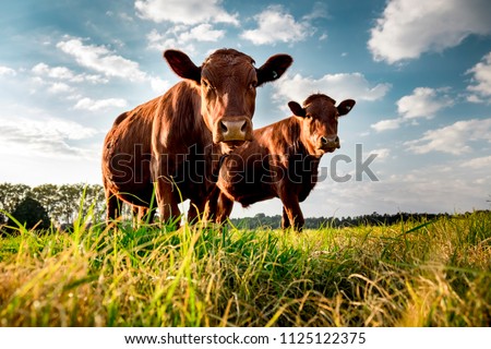 Beefmaster cattle standing in a green field