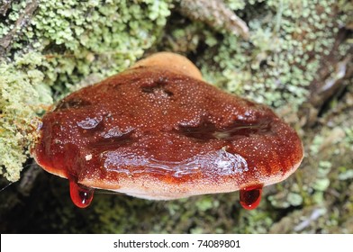 Beefsteak Fungus.