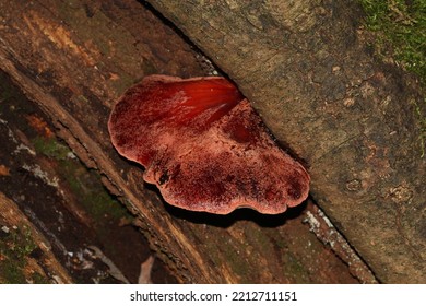 Beefsteak Fungus Growing On Oak In Ancient Woodland