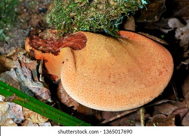 Beefsteak Fungus On Tree