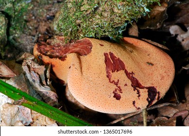 Beefsteak Fungus On Tree