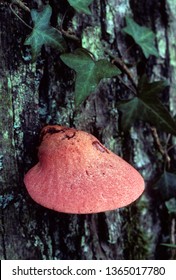 Beefsteak Fungus On Tree