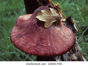 Beefsteak Fungus On Tree