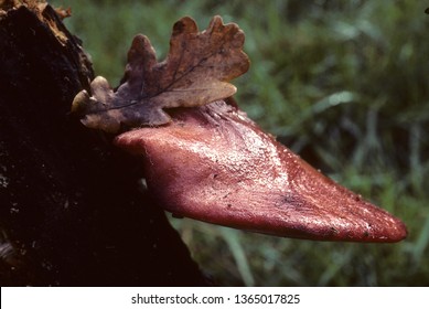 Beefsteak Fungus On Tree