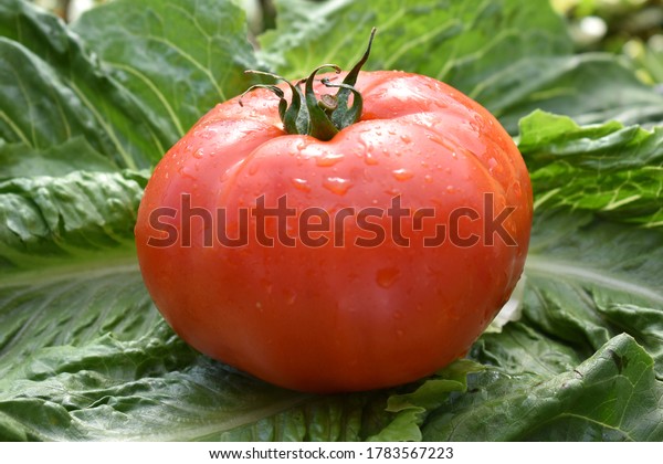 Beefsteak Tomato with dew\
drops