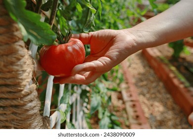 Beefsteak tomato Tomatoes have large, bright red fruits. The gardener is harvesting the produce from the tomato plants. Tomatoes growing on the fence their plants ready to harvest in organic farm
 - Powered by Shutterstock