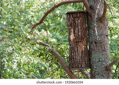 Beehive Of 15th-20th Century, Are Made From Tree Trunks. Beehive On The Tree. History Of Beekeeping In Lithuania.