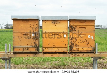Beehive, Apiaries, beehives with bees colony in the field