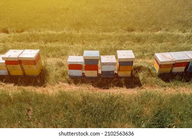 Beehive boxes in grassy meadow, aerial view drone footage, high angle view