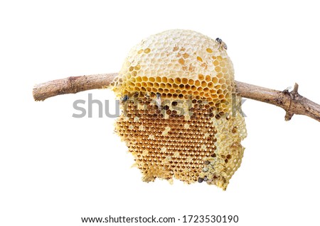 Beehive closeup on stick of tree isolated on white background, clipping path included.