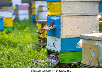 Beehive Entrancebees Creep Out Honeybee Colony Stock Photo 1462201862 ...