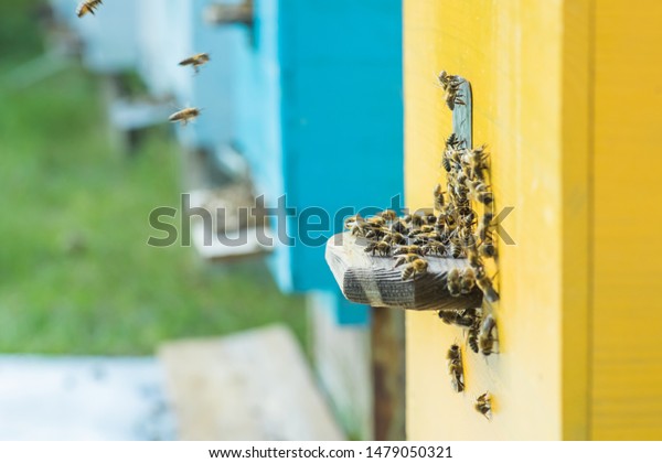 Beehive Entrancebees Creep Out Honeybee Colony Stock Image