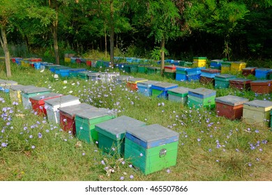 Beehive in a forest