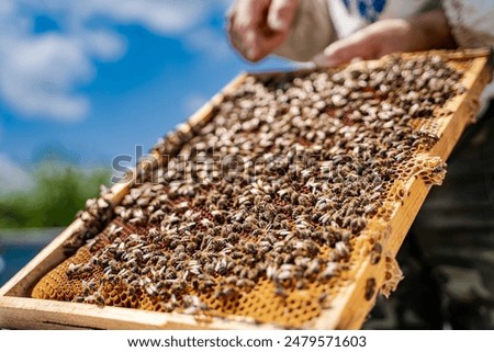 Beehive Frame With Busy Bees Outdoors. Close-up of a beehive frame covered in busy honeybees during daylight hours.