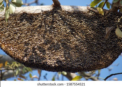 Beehive Full Bees On On Dried Stock Photo (Edit Now) 1587554521