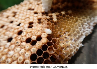 Beehive Larvae Sarang Lebah Stock Photo 2209801685 | Shutterstock