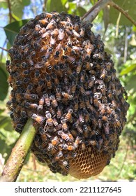 Beehive Natural On The Tree In Forest.