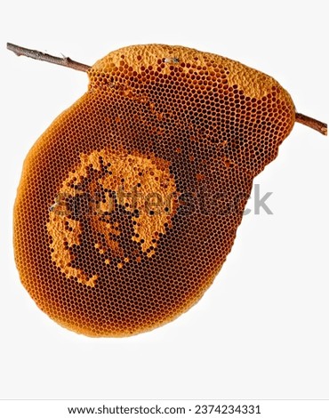 Beehive on white background, wild bee hive, mother bee