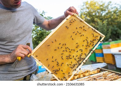 Beehive Spring Management. beekeeper inspecting bee hive and prepares apiary for summer season. Beekeeping. checks beehives holds frame with honey to feed bee family before the honey collection.