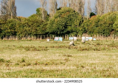 Beehives across field on New Zealand Farm - Shutterstock ID 2234908525