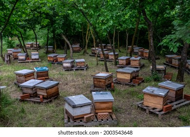 Beehives in the apiary. Honey production
