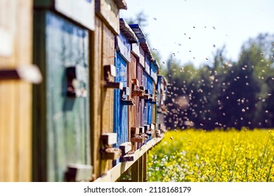 
Beehives with bees on a flowered village field.bees in flight