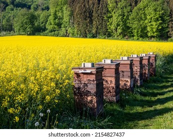 beehives beside a canola field