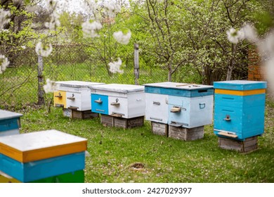 Beehives in the garden in spring. Beekeeping concept. Bees returning from honey collection to yellow hive. Bees at entrance. bees return to beehive after honeyflow. Copy space - Powered by Shutterstock